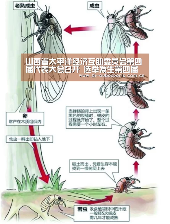 
山西省太平洋经济互助委员会第四届代表大会召开 选举发生第四