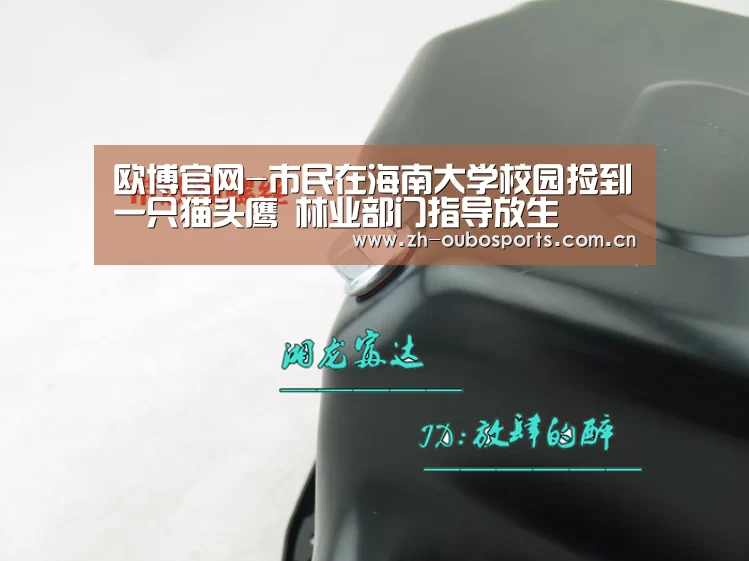 欧博官网-市民在海南大学校园捡到一只猫头鹰 林业部门指导放生